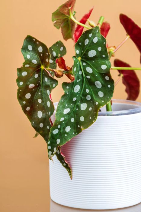 Most Popular House Plants 2022, Polka Dot Begonia with its distinctive dotted leaves in a white planter