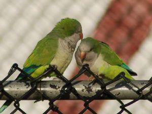 parrots-07-2008