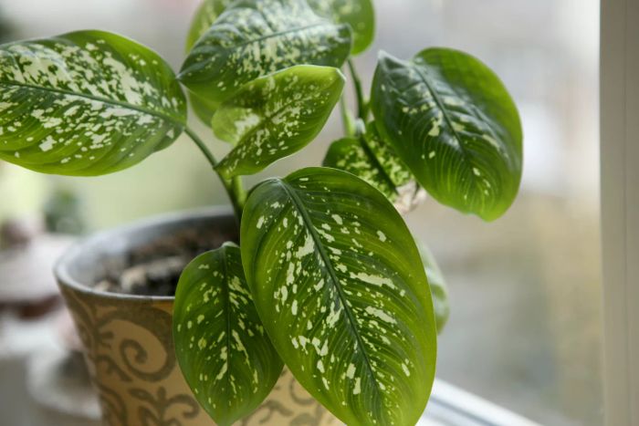 Dumb Cane Plant