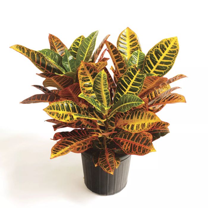 Croton