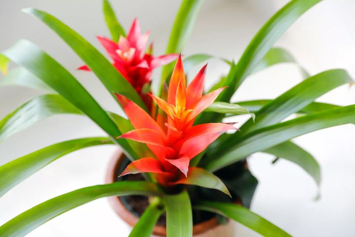 Bromeliad indoors