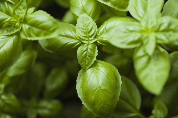Basil plant