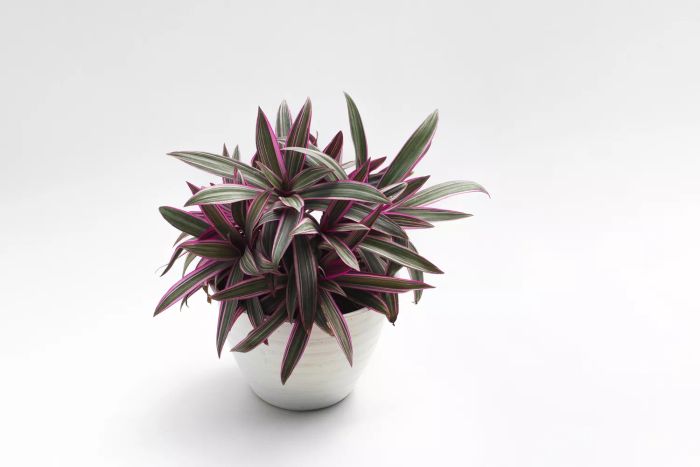 Oyster Plant