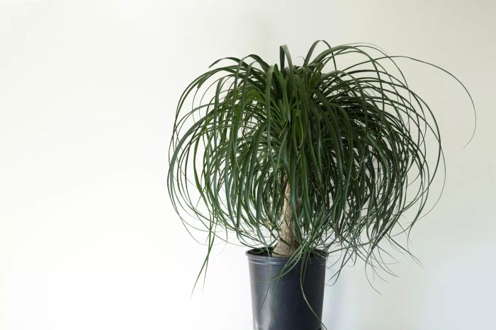 A ponytail palm displayed in a sleek black pot.
