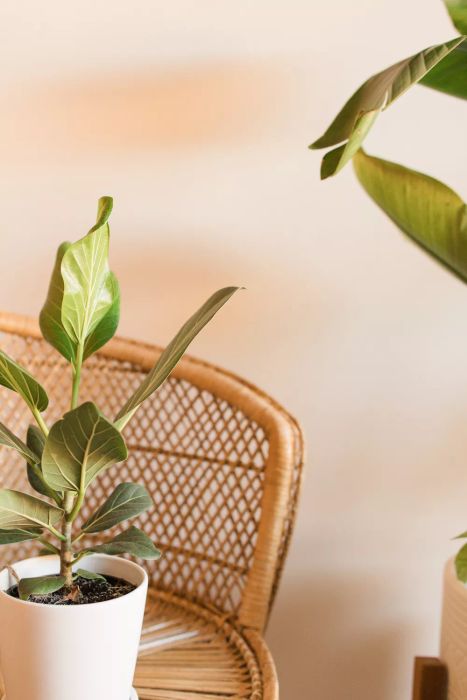 Ficus Audrey resting on a rattan chair