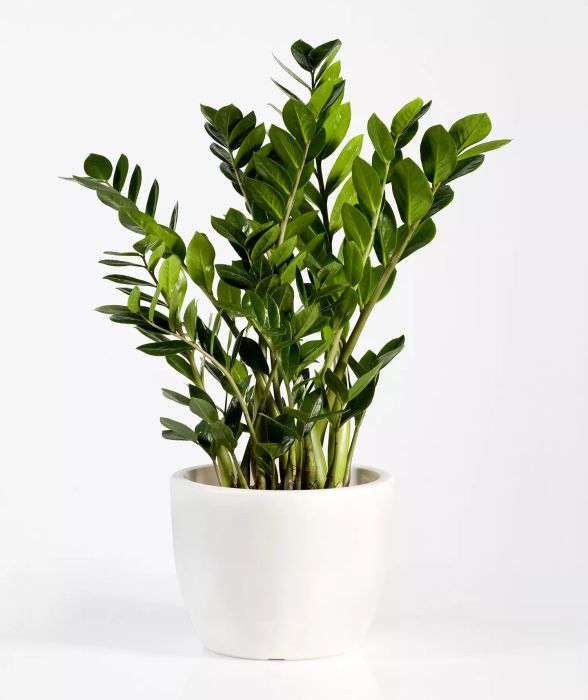 ZZ Plant