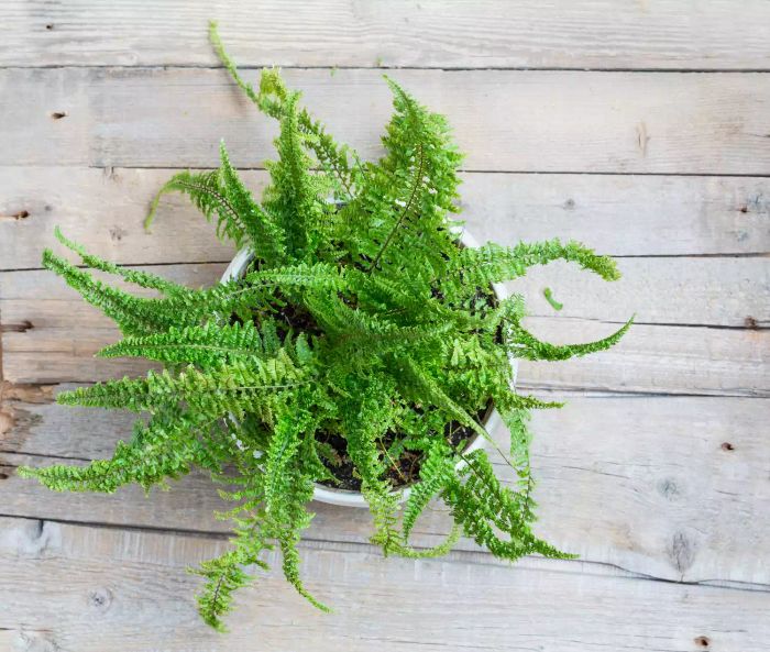 A Boston fern in a white pot placed on a wooden table.