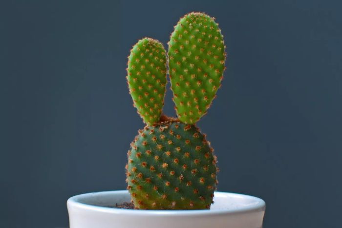 Bunny Ear Cactus (Opuntia Microdasys)