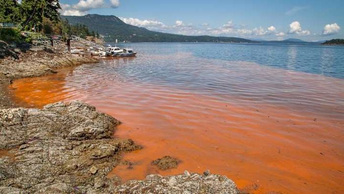 Red tide in Victoria, Canada.