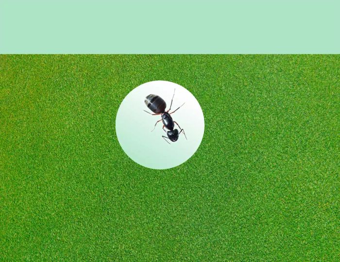 ant on grass