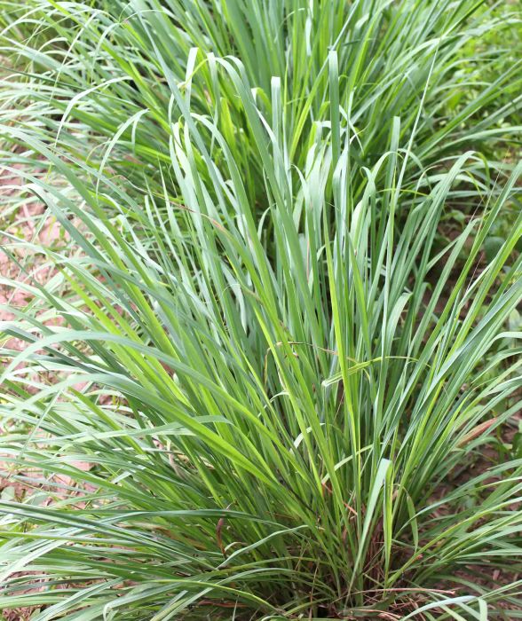 Mosquito-Repelling Plants: Citronella Grass