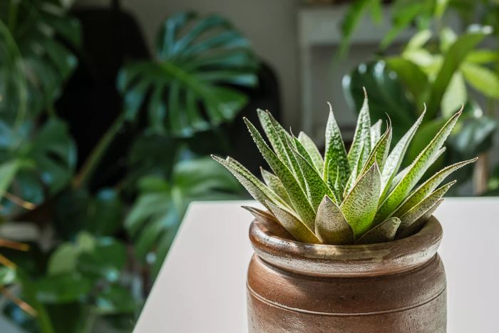 Close-up view of a houseplant succulent gasteria in a ceramic pot, highlighting the connection to home gardening and nature