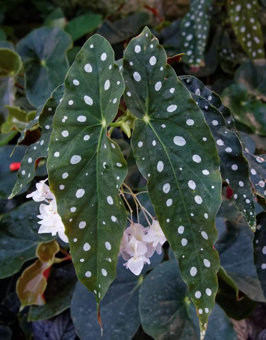 Begonia Maculata, also known as the Polka Dot Begonia