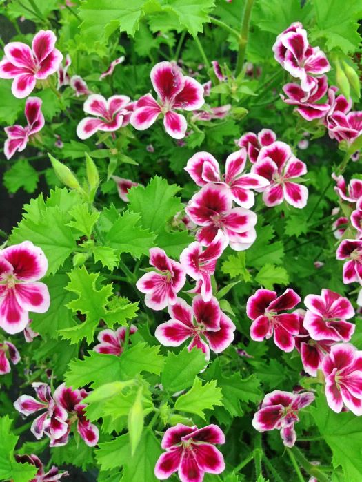 Overhead close-up of a citronella-scented geranium plant with serrated green leaves and small pink and white flowers
