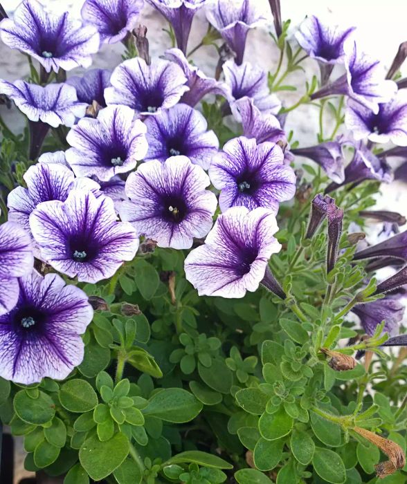 Mosquito-Repelling Plants: Purple Petunias