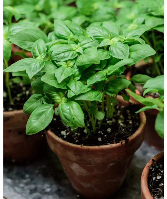 Plants That Repel Mosquitoes, Basil in Pots
