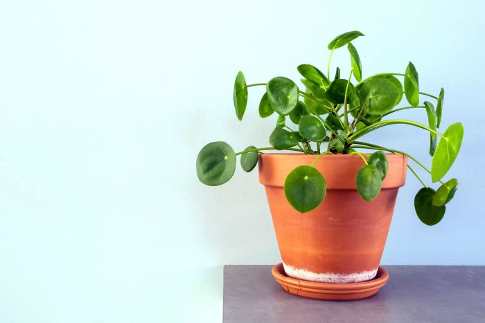 Pilea peperomioides, also known as the Chinese Money Plant, UFO Plant, or Pancake Plant, adds a touch of retro-modern charm to home décor.