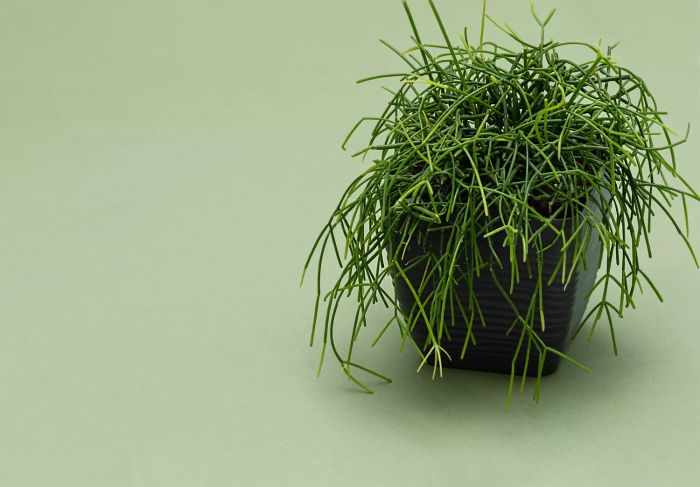 A side view of Rhipsalis baccifera, displayed in a gray flower pot against a green backdrop. This cactus variety is known for its soft needles, sitting gracefully on a table.