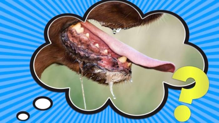 Not every dog drools, but when they do, you might want to keep a towel handy.