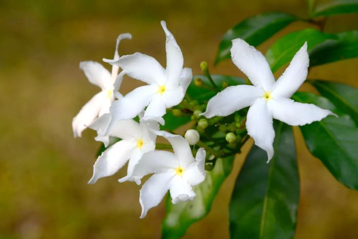 Arabian jasmine flower growing outdoors