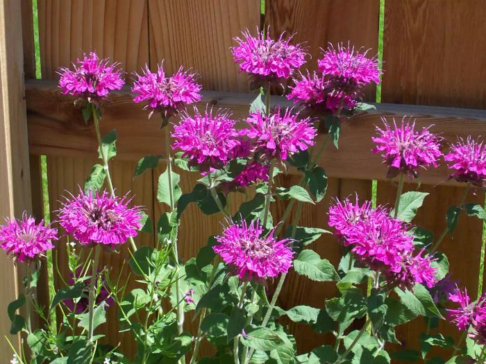 Bee Balm or Monarda flowers
