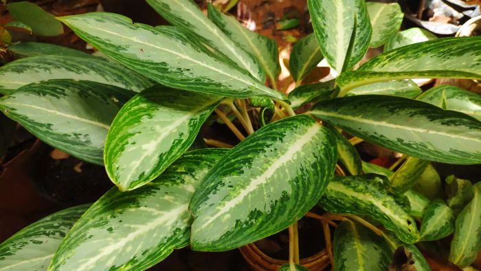 A collection of Chinese evergreen leaves in front of an office