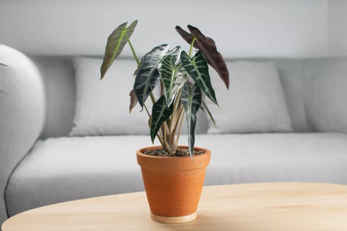 Alocasia Bambino in a terracotta pot