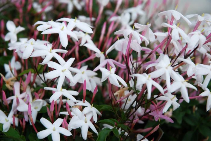 Pink Jasmine