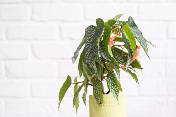 A home potted begonia with angel wing-shaped leaves and a snowstorm of polka dots, adding a decorative touch to the house's interior on a table.
