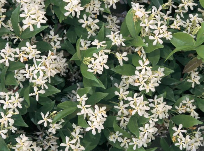 Jasmine Plants