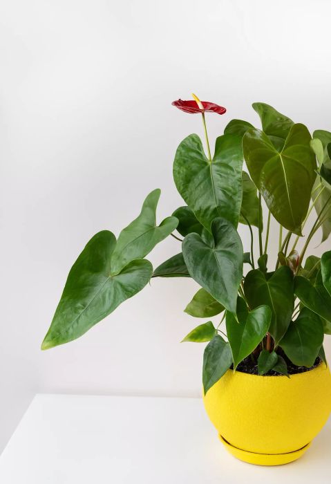 A red anthurium, featuring large green leaves, is displayed in a stunning bright yellow ceramic pot on a white table, creating a beautiful and lively atmosphere in any room.