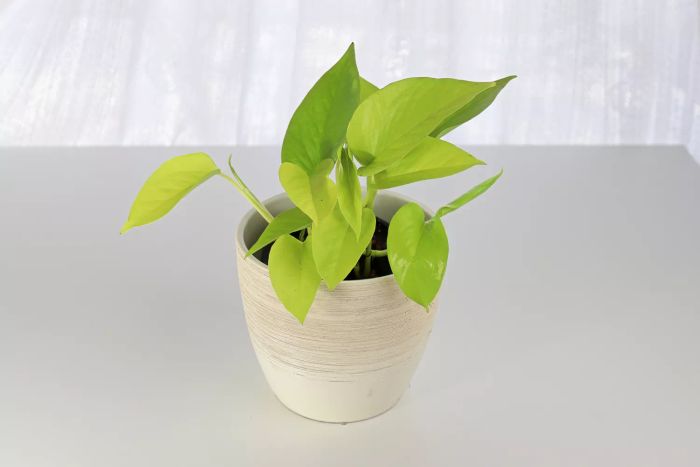 Neon Pothos Plant