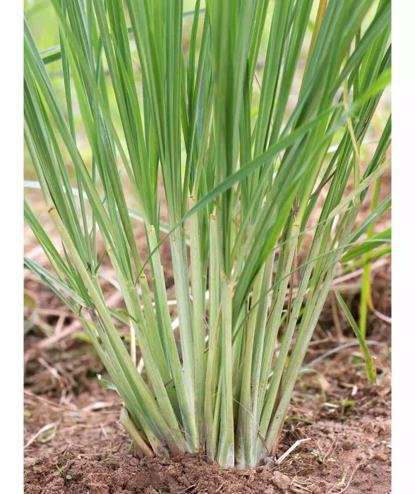 Plants That Repel Mosquitoes, Lemongrass in Garden