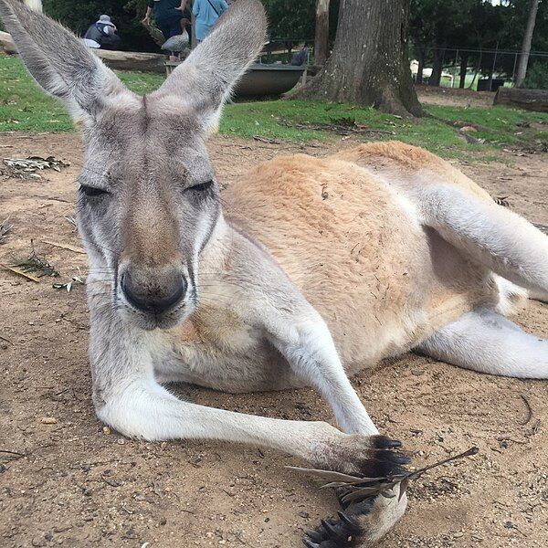 File:Kangaroo Adelaide.jpg