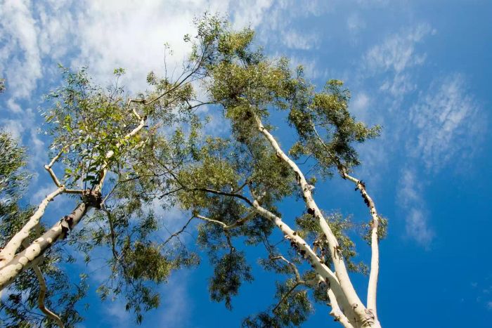 eucalyptus tree