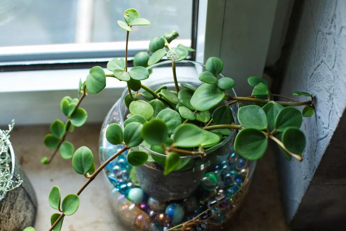 Peperomia Green, also known as the Baby Rubber Plant