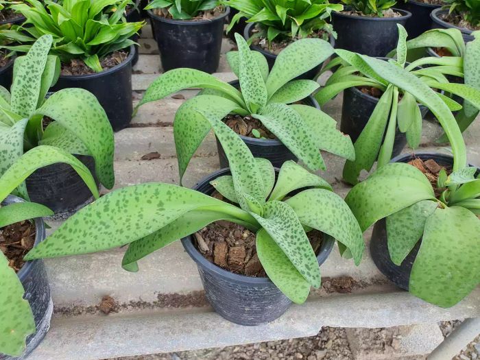 Drimiopsis Maculata Lindl & Paxton is a succulent with elongated, thick lanceolate leaves that are light green in color. It is considered a symbol of good luck and is often cultivated as an ornamental plant.