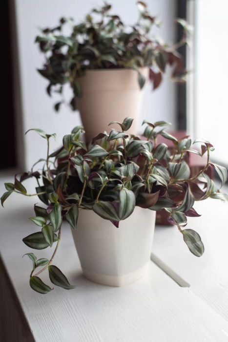 Tradescantia zebrina: The tradescantia plant sits in a white pot near a window, adding a touch of greenery to home decor.