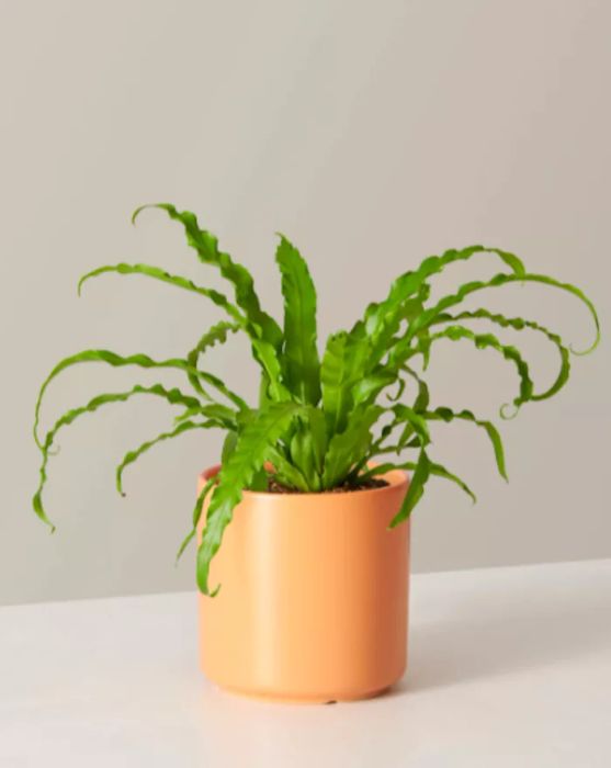 Bird's Nest Fern