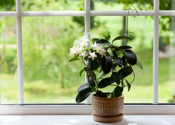 Jasmine plant placed on a windowsill