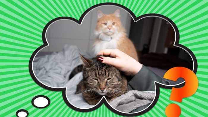 Can this cat be categorized as feeling jealousy or envy?