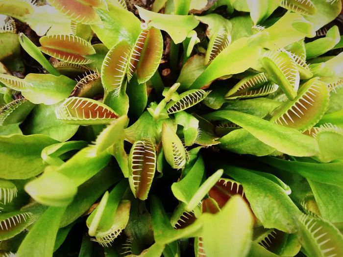 A close-up image of a Venus Fly Trap.