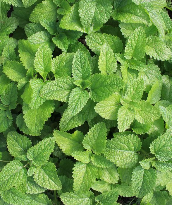 Plants that Repel Bugs, Fresh Mint Plant