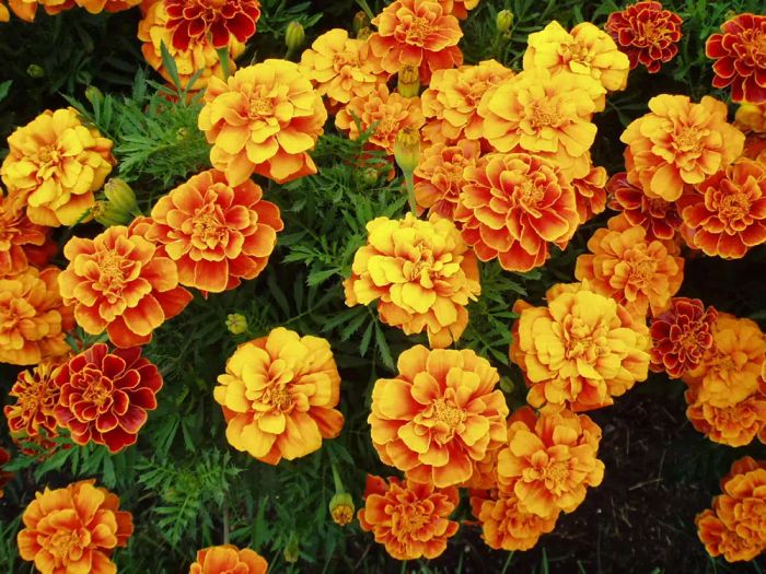 Marigold 'Queen Sophia' - 1979 AAS Winner