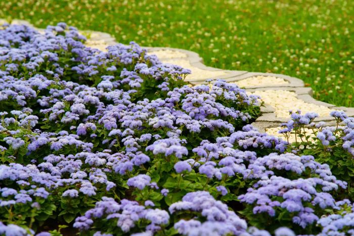 Purple ageratum flowers in the flowerbed.