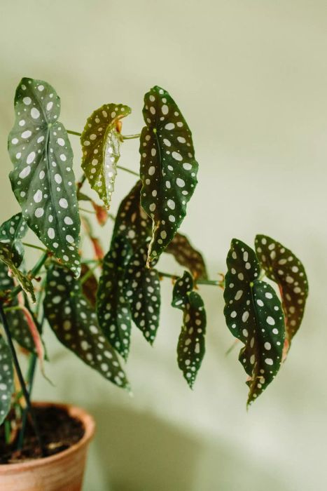 Polka Dot Begonia leaves (Begonia Maculata) in a terracotta planter