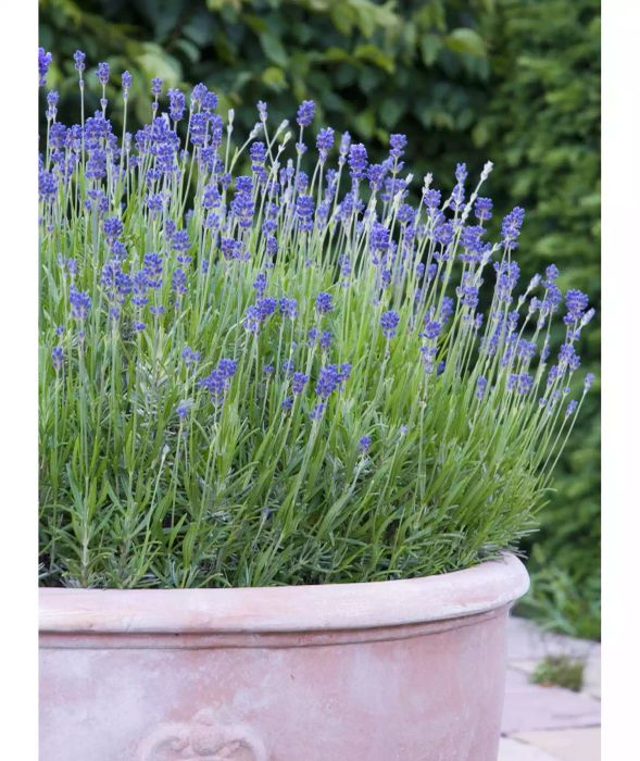 Mosquito-Repelling Plants: Lavender