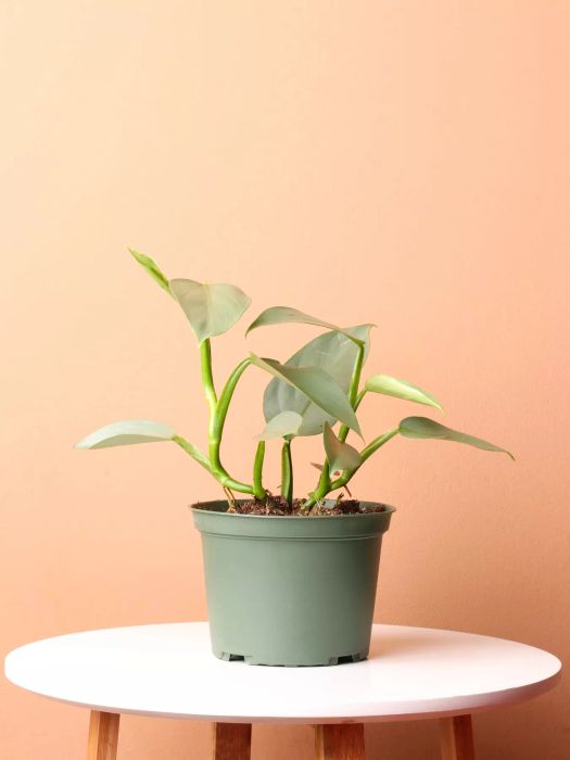 Silver Philodendron