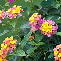 Lantana Plants