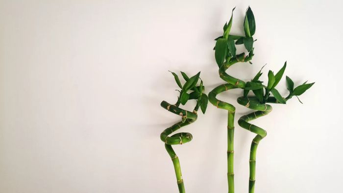 Close-Up Of Lucky Bamboo Against White Background